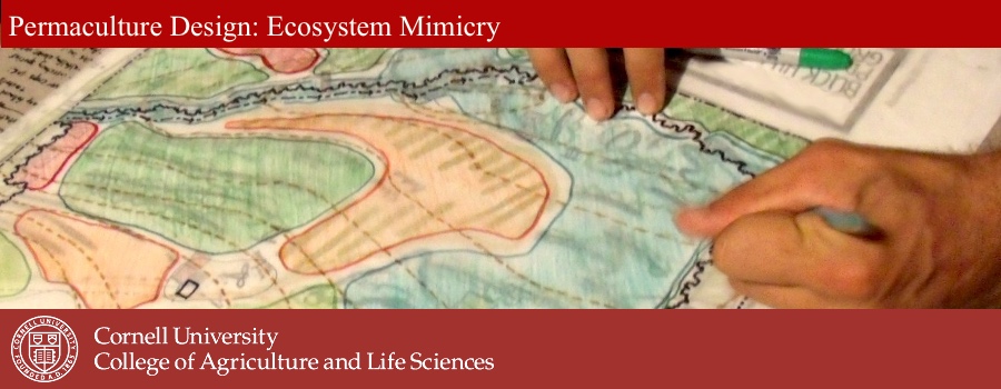 Cornell Permaculture